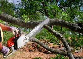 Trusted Royal Palm Beach, FL  Tree Services Experts